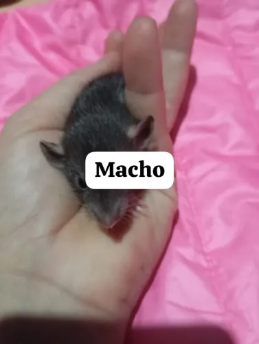 Ratos Twister machos.