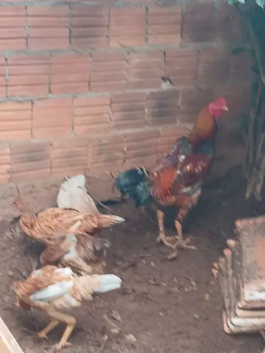Vendo galinha caipira 
