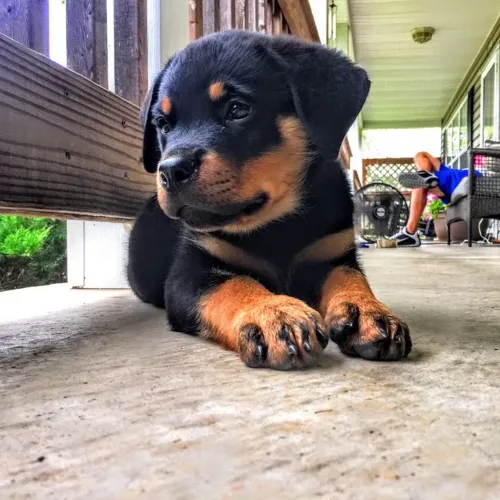 Rottweiler - Filhotinho Que Conquista No Primeiro Olhar 