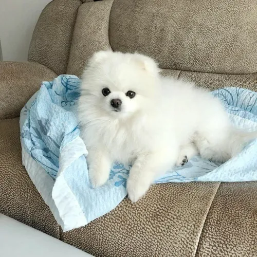 Lulu da Pomerânia simplesmente perfeito 