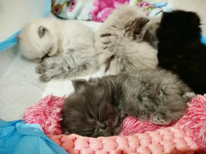 Persas gatos filhotes
