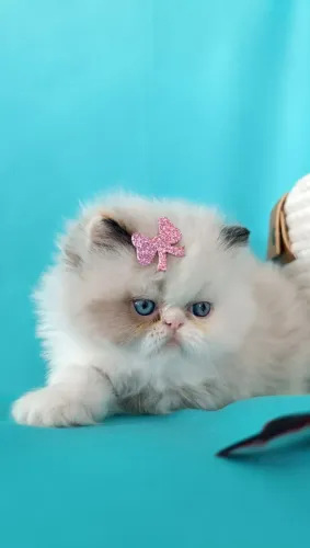 Filhote Gato Persa Disponível | Macho e Fêmea | Pais FIV/FELV Negativos