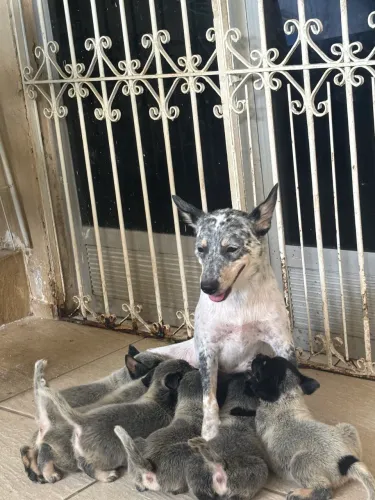 Vendo filhote de blue Heeler 