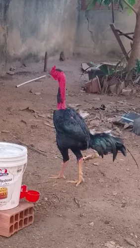 Vendo frango índio polaco 