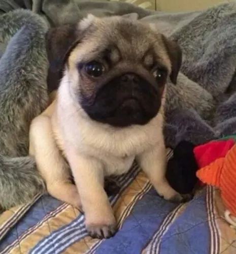 Pug Filhotes Corajosos.