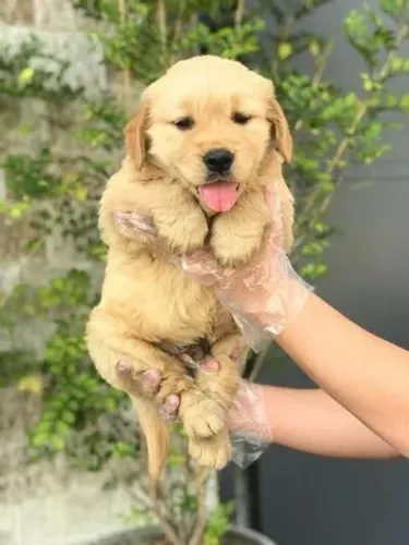 Filhote de Golden - Seu Melhor Amigo para Sempre