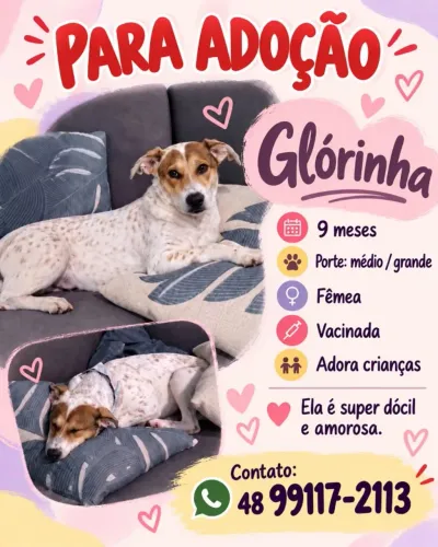 Cachorrinha para doação.