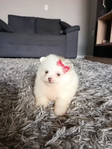 spitz alemão fêmea
