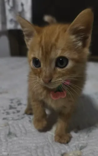 Gatinha Fêmea Laranjinha Garfield 