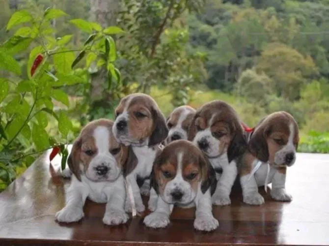 Filhote Beagle, Os mais fofos e carinhosos esperam por um lar!