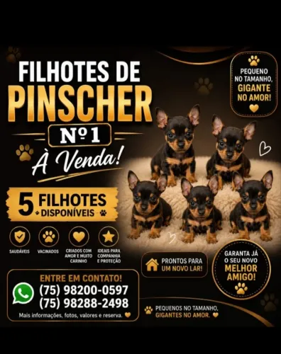 Cachorro 