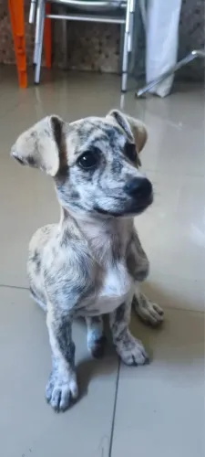 Casinha