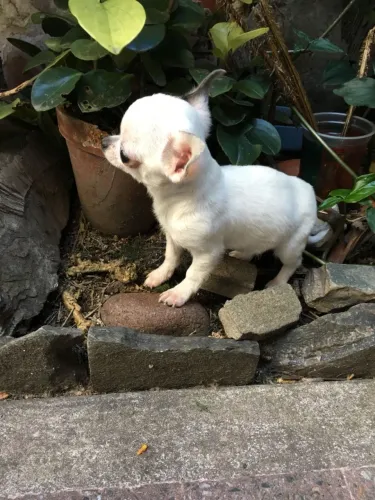 Chihuahua mini fofo
