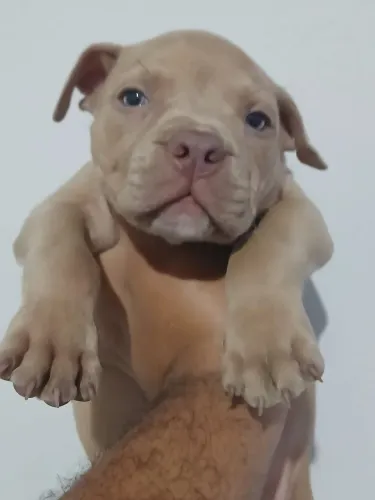 American Bully pocket Macho, somos de bangu RJ.