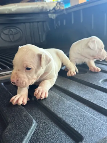 Dog argentino