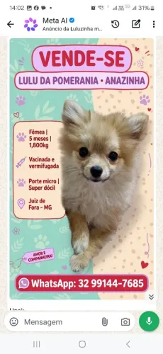 Lulu anaozinha femea 