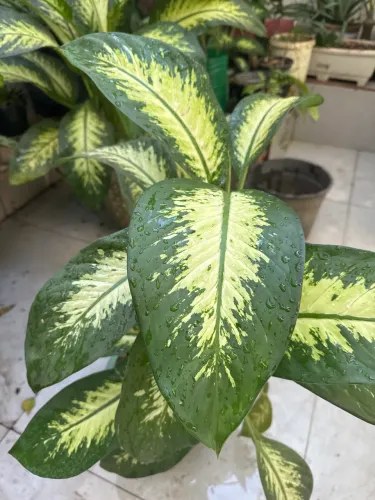 Comigo ninguém pode planta