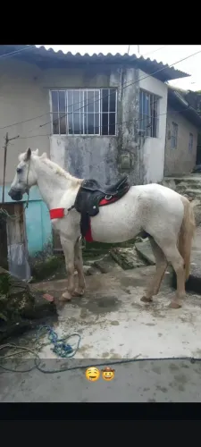 Cavalo