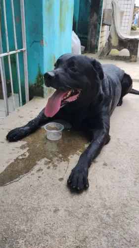 Labrador Adulto