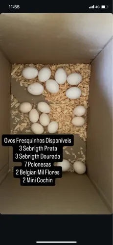 Ovos galados Ornamentais