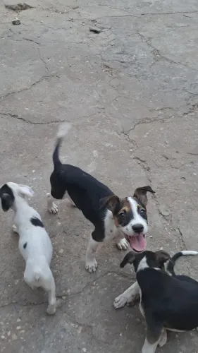 Doação de filhotes de cachorro 