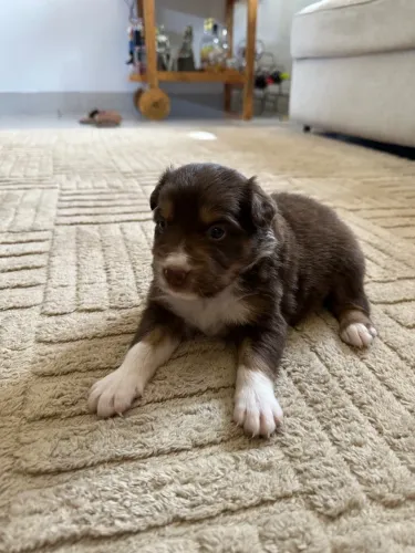 Filhote de Border Collie