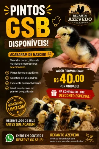 Pintos GSB