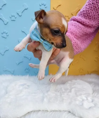 Lindo Pinscher Macho à Espera de Você