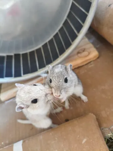 Vende-se gerbil fêmea 