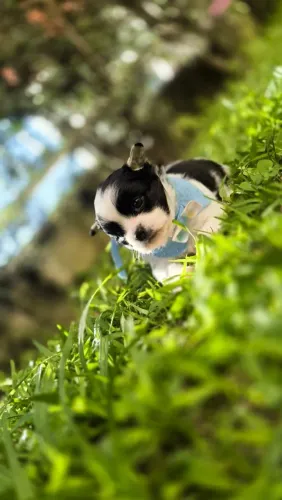 Chihuahua