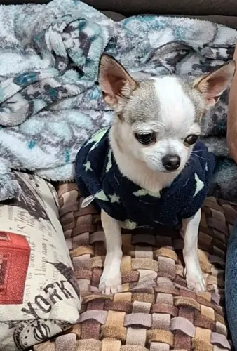 CHIHUAHUA ADULTA CASTRADA 