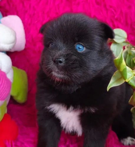 Filhotes de pomsky