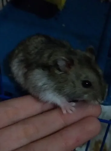 Hamster anão Russo