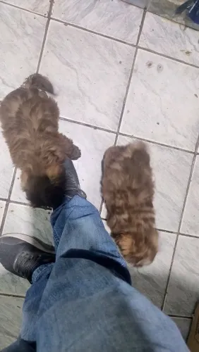 Filhotes de Shih Tzu legítimos a pronta entrega R$ 1,200 temos loja física em Mesquita