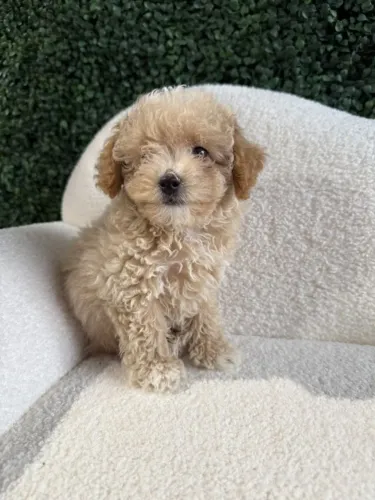 Poodle encantando sua família todos os dias