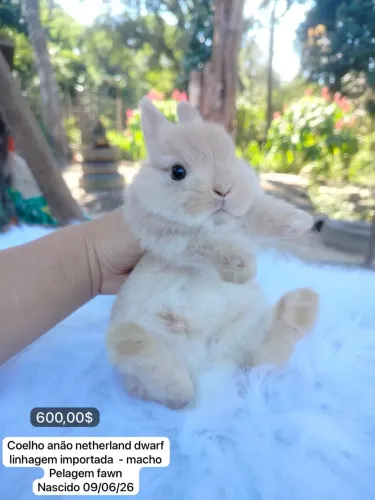 Coelho anão da raça netherland dwarf linhagem importada - o menor do mundo 