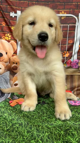 Golden retriever para alegrar sua família pedigree