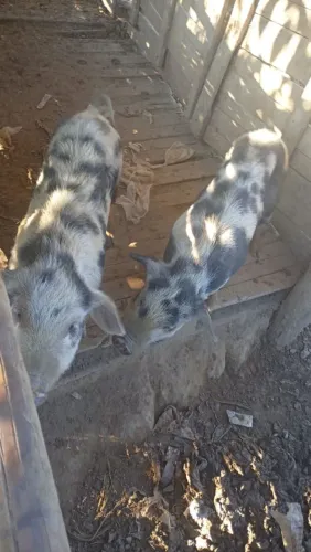 Vendo leitoa