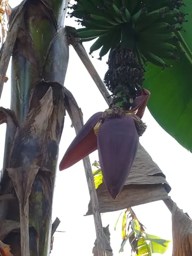 Coração de bananeira 