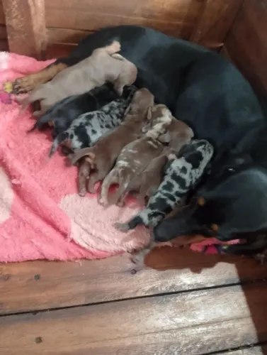 Dachshund