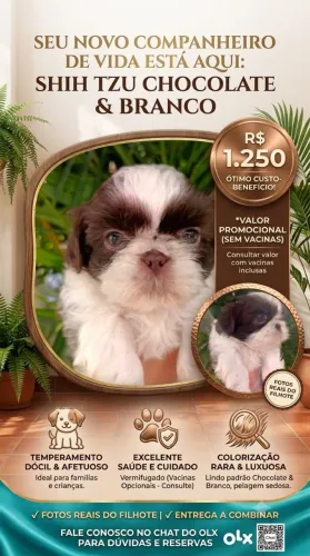 Filhote de Shih Tzu 
