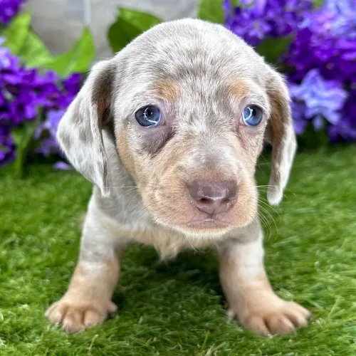 Dachshund/ O abraço mais gostoso em forma de cãozinho