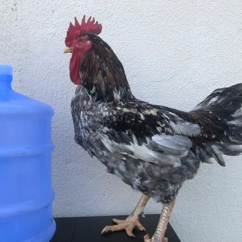 Galinha GSB