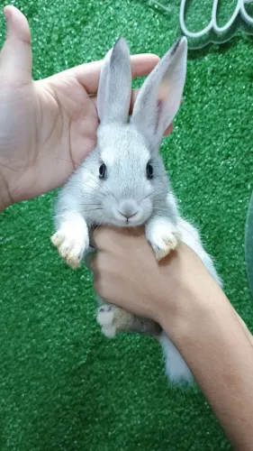 COELHOS FILHOTES
