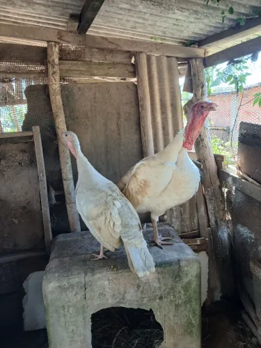 Tenho casal de peru para vender
