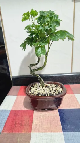 Bonsai árvore da felicidade de 2 anos