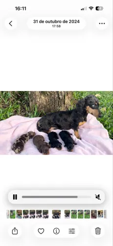 Dachshund (salsichinha) 