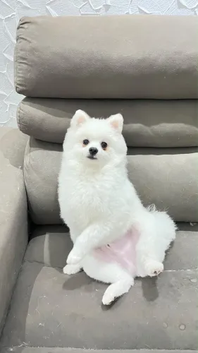Spitz Alemão filhote