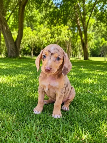 Macho de dachshund a pronta entrega