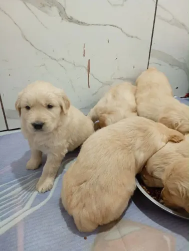 Filhote Golden Retriever, Seu novo cãopanheiro está pronto para mudar sua rotina!